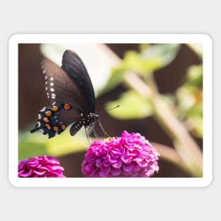 Swallowtail Series II Sticker